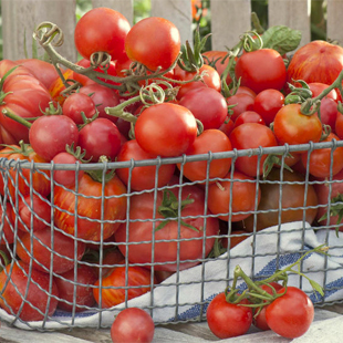 Tomaten haltbar machen 