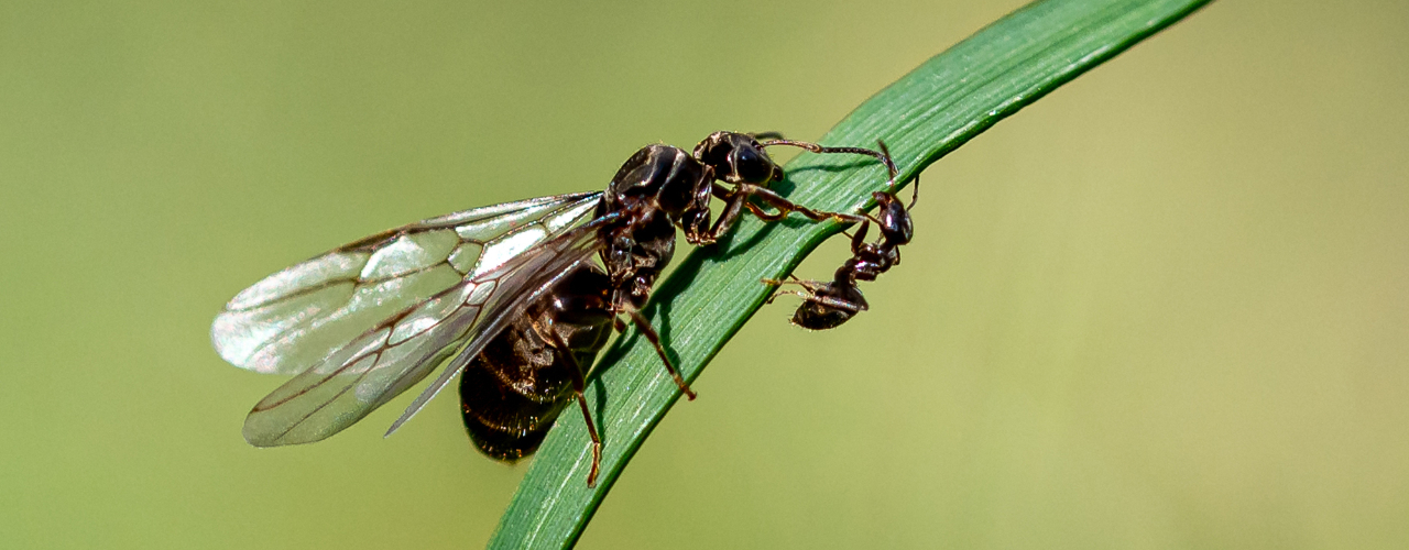 Fliegende Ameisen