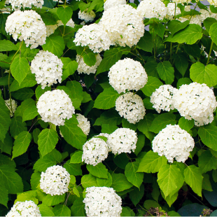 Mein schöner Garten Ballhortensie 'Annabelle'