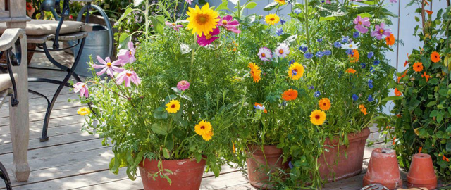 Bienenfreundlicher Balkon