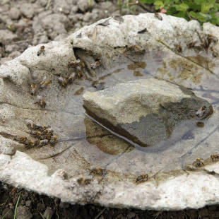 Bienentränke selber bauen und Bienen im Sommer unterstützen 