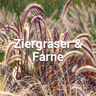 Kategorie: Ziergräser und Farne