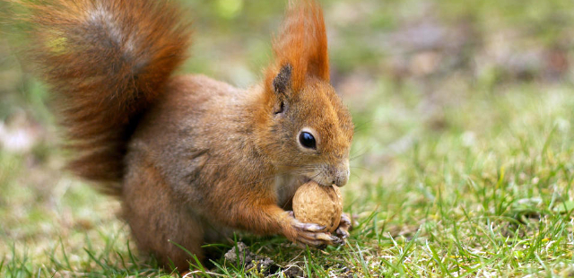 Naturschutz im Garten: Was im Oktober wichtig ist