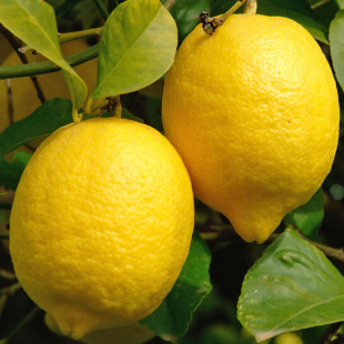 Zitronenbaum überwintern: Die wichtigsten Tipps