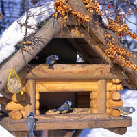 Das perfekte Vogelhaus für den Garten