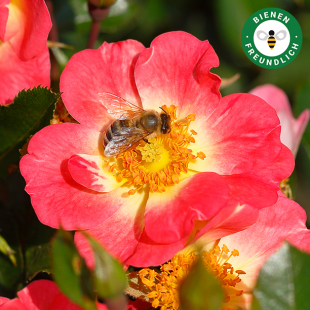 Rose 'Bienenweide®Bicolor'