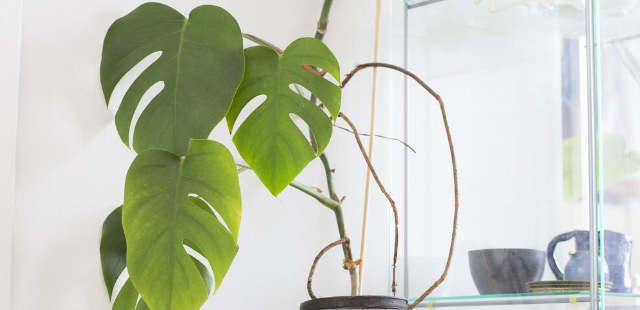 Luftwurzeln an Monstera: Abschneiden oder nicht? 