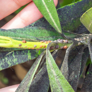 Schildläuse am Oleander: Was hilft wirklich?