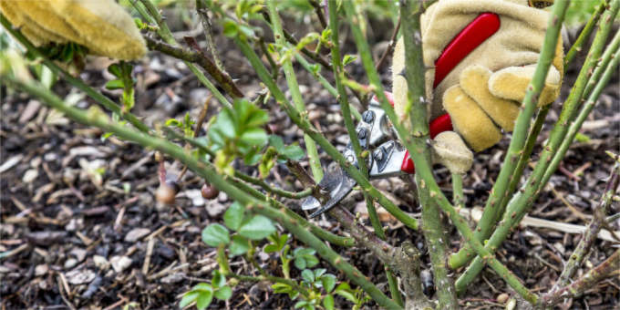 Die 3 wichtigsten Gartenarbeiten im Frühling