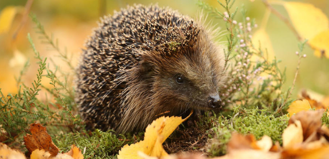 Naturschutz im September