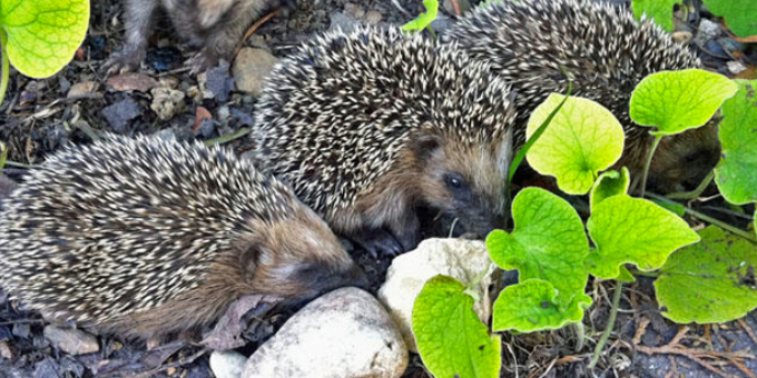 Naturschutz im Garten: Was im Juli wichtig ist