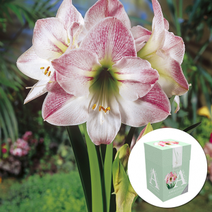 Ungefüllte Amaryllis "Apple Blossom" mit Geschenkbox, 1 Zwiebel