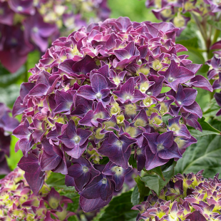 Mein schöner Garten Bauernhortensie 'Forever & Ever'® Purple