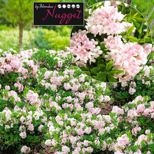 Rhododendron "Nugget by Bloombux®"