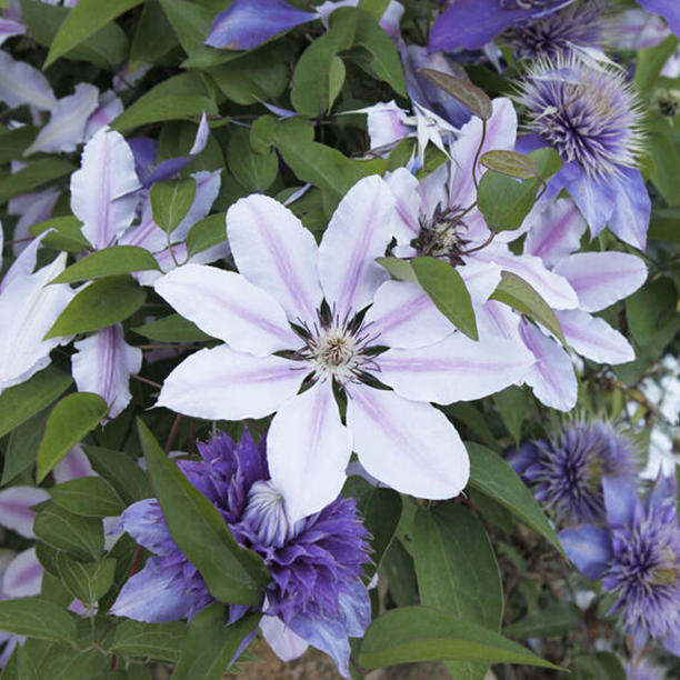 Clematis pflegen: 3 häufige Fehler