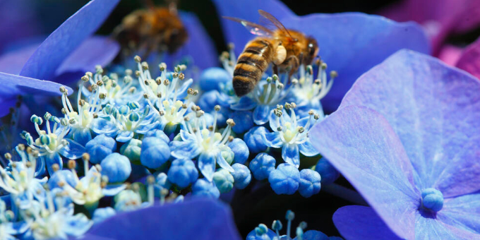 10 Pflanzen, die für Bienen nutzlos sind