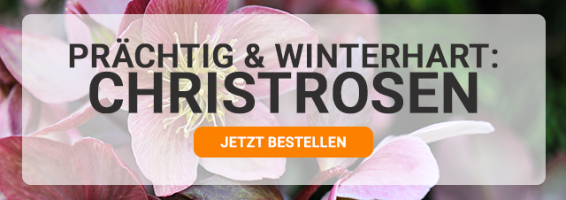 Prächtig & winterhart: Christrosen