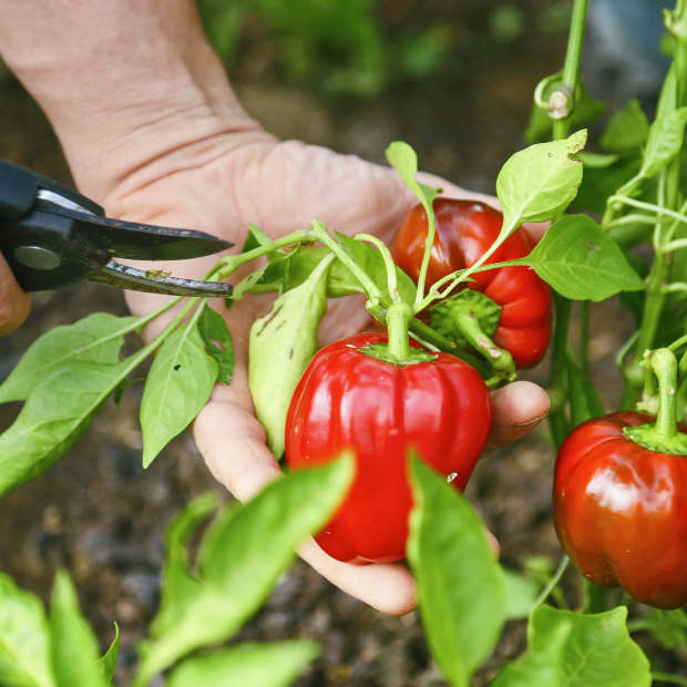 Paprika anbauen