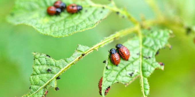 Kartoffelkäfer natürlich bekämpfen: 3 effektive Methoden