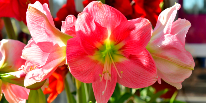 Amaryllis pflegen: Die 3 größten Fehler 