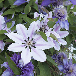 Clematis pflegen: 3 häufige Fehler