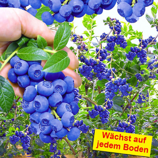 Trauben-Heidelbeere "Reka® Blue", 1 Pflanze