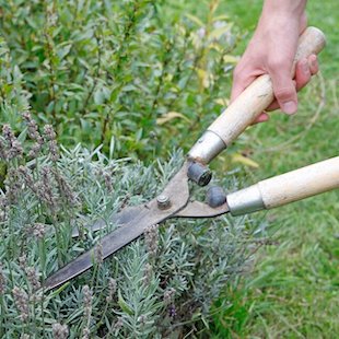 Lavendel schneiden: Diese Fehler sollten Sie vermeiden