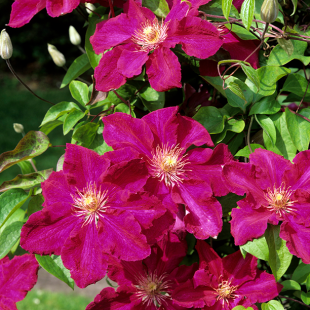 Clematis 'Ernest Markham'