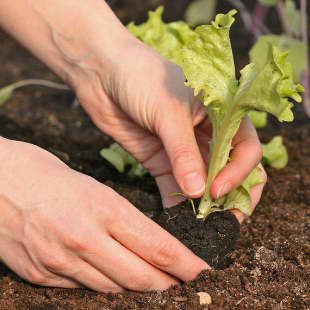 Gartentipps für den Nutzgarten