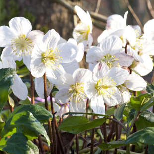 Ihre Christrosen sind verblüht? Das ist zu tun