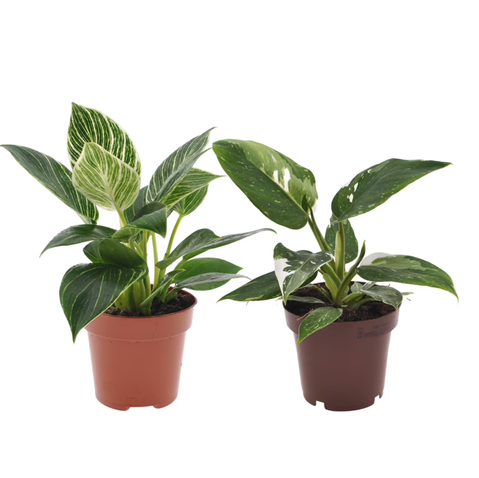 Philodendron Set 'White Touch'