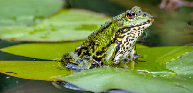 Naturschutz im Mai