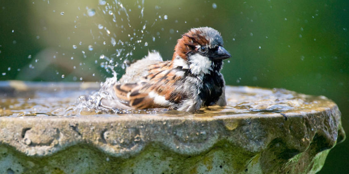 Naturschutz im Garten: Was im Juni wichtig ist