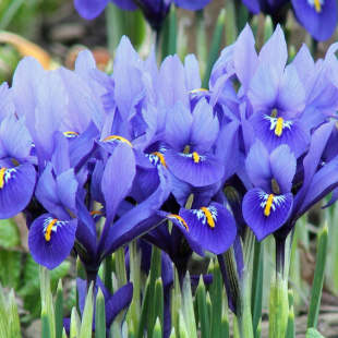 3 Zwiebelblumen, die im Februar schon blühen