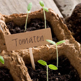 Tomaten säen: 3 Tipps vom Profi 
