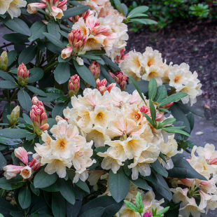 Rhododendron 'Bernstein'