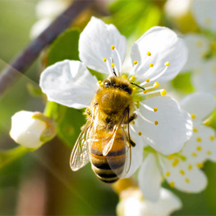 Warum Insekten so wichtig sind