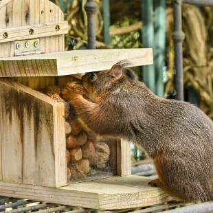 Eichhörnchenfutterhaus bauen: 3 Tipps 