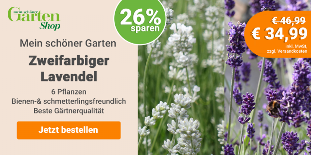 Deal: Zweifarbiger Lavendel