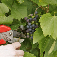 Sommerschnitt für Weinreben