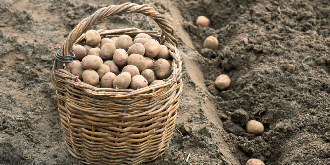 Kartoffeln im September pflanzen: Kennen Sie die irische Methode? 