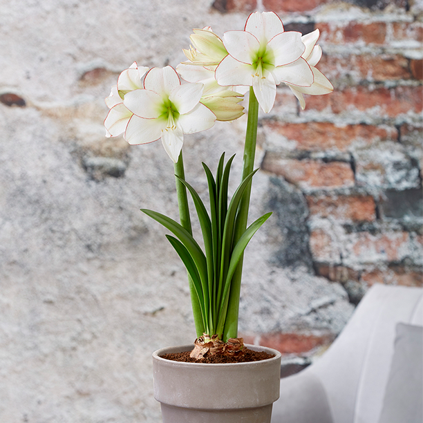 Amaryllis 'Picotee' 3er Set