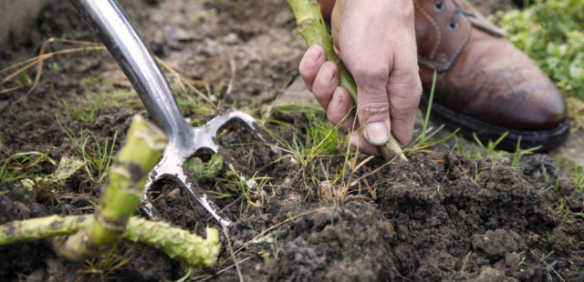 Die 3 wichtigsten Gartenarbeiten im Spätherbst