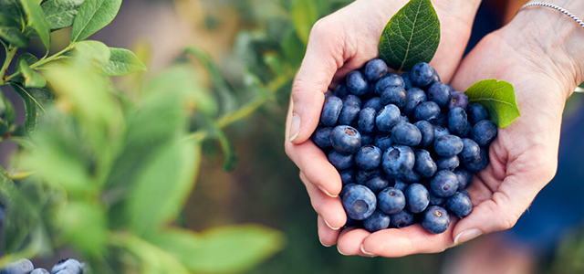 Heidelbeeren: 3 Profi-Tipps für gute Ernten