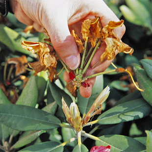 Ihr Rhododendron ist verblüht? Das müssen Sie jetzt tun