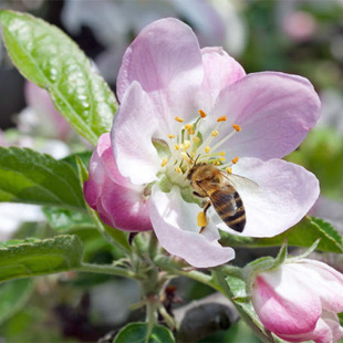 Bienenweide im Garten