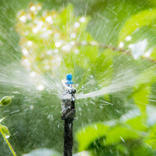 Unser Tipp: Im August noch Herbstgemüse aussäen 