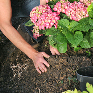 Hortensien pflanzen: Tipps für Beet und Topf