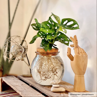 Sense of Home Zimmerpflanze Monkey Monstera in Glas mit Korkaufsatz