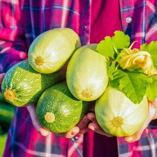 Zucchini: Profi-Tricks für gute Ernten